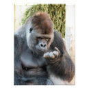 Buscar gorila divertido posters Primate