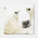 Buscar polar imanes Fauna