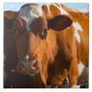 Buscar vacas azulejos Al aire libre