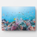Buscar arrecife de coral placas fotograbadas Mar