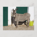 Buscar obstinado postales Animales