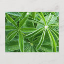 Buscar lupine fotografía Para todos