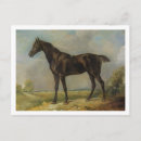 Buscar equitación postales Equino