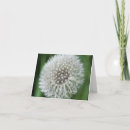 Buscar el diente de león fotografía Naturaleza