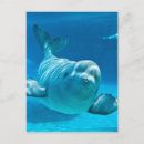 Buscar beluga postales Lindo