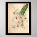 Buscar orquídeas posters Flor