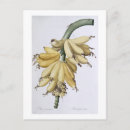 Buscar pierre joseph redoute postales 1759 1840
