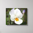 Buscar viola arte Primavera