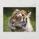 Buscar tigre de amur postales Salvaje