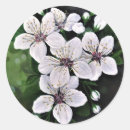 Buscar flores de cerezo blancas pegatinas Para todos