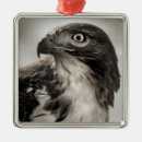 Buscar rojo atado fotografía Animales
