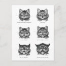 Buscar cara del gato postales Gatitos