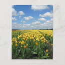 Buscar tulipán amarillo postales Para ella