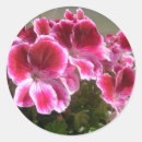 Buscar geranios pegatinas Plantas