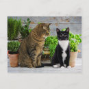 Buscar tigre blanco y negro postales Animales
