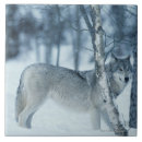 Buscar lobo gris azulejos Fauna