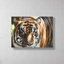 Buscar ojos grandes lienzos Tigre