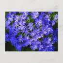 Buscar margarita azul postales General y unisex