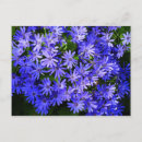 Buscar margarita azul postales General y unisex