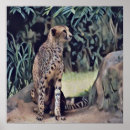 Buscar jaguar salvaje posters Animal