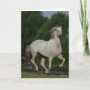 Buscar andaluz tarjetas Animal