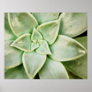 Buscar plantas posters Florales