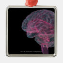 Buscar cerebro humano adornos Horizontal