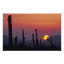 Buscar tucson fotografía Saguaro