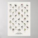 Buscar historia natural posters Vida silvestre