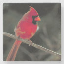 Buscar rama de árbol posavasos Pájaro