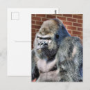 Buscar gorila postales Animal