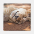 Buscar cubos imanes Animales