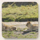 Buscar leones posavasos Animal