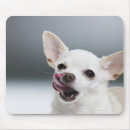 Buscar chihuahua alfombrillas de raton Animales domésticos