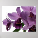 Buscar orquídea púrpura posters Orquídeas