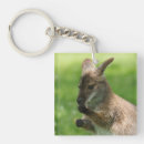Buscar wallaby Vida silvestre