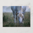 Buscar imágenes de caballos postales Paisaje