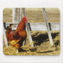 Buscar gallos alfombrillas de raton Rural