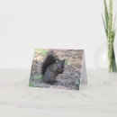 Buscar ardilla negra tarjetas Ardillas