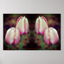 Buscar tulipán rosado posters Fotografía
