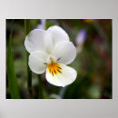 Buscar viola posters Flor