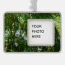 Buscar bosque tropical adornos Naturaleza