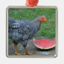 Buscar gallina adornos Ave