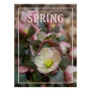 Buscar capullo de rosa posters Flor