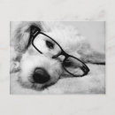 Buscar goldendoodle postales Animal