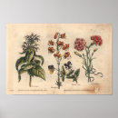 Buscar claveles arte Rojo