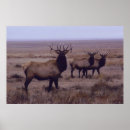 Buscar cuernos de toro posters Para todos