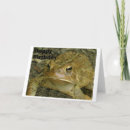 Buscar sapos tarjetas Animales