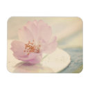 Buscar sakura imanes Flor de cerezo