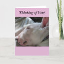 Buscar siesta tarjetas Perro